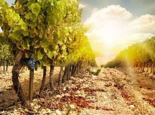 Old Vine Wines - What Makes Them Special?
