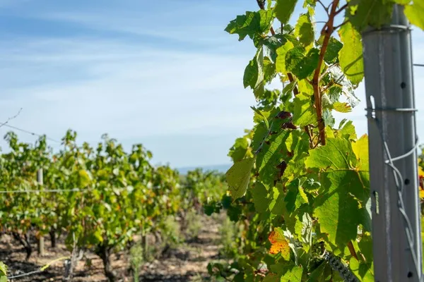 Beaujolais Masterclass