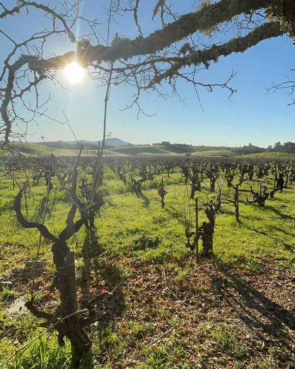 Old Vine Wines-Italian Edition