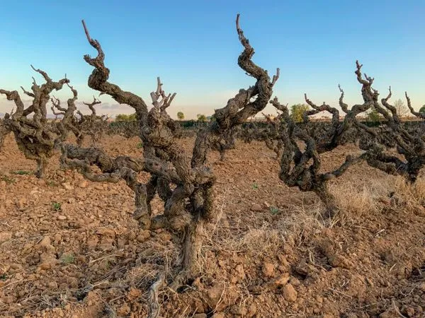 Italian Wines from Old Vines