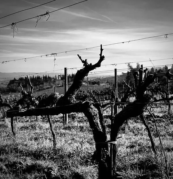 The joy of 'Old Vine' wines
