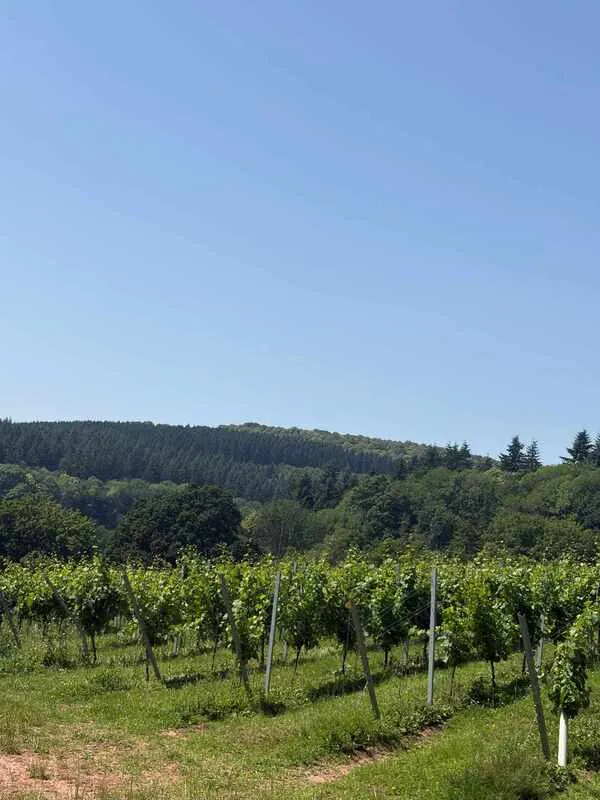 Dunkertons Local Wine Showcase