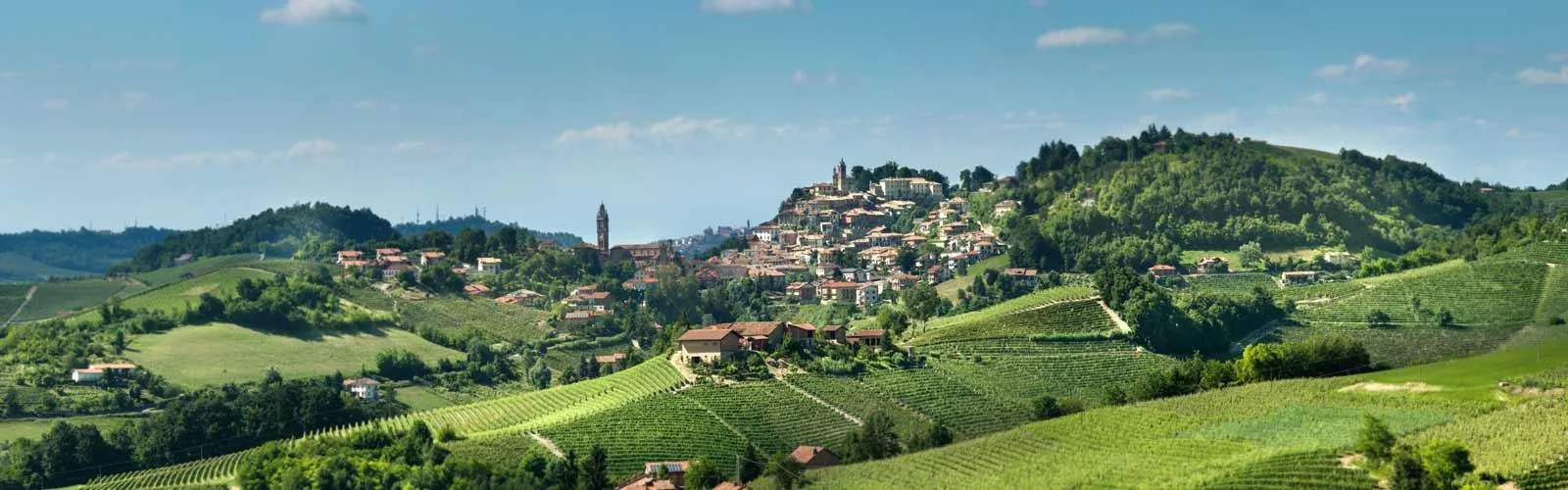 Nebbiolo & Truffles: From Langhe to Barolo | A Piedmont Wine Experience