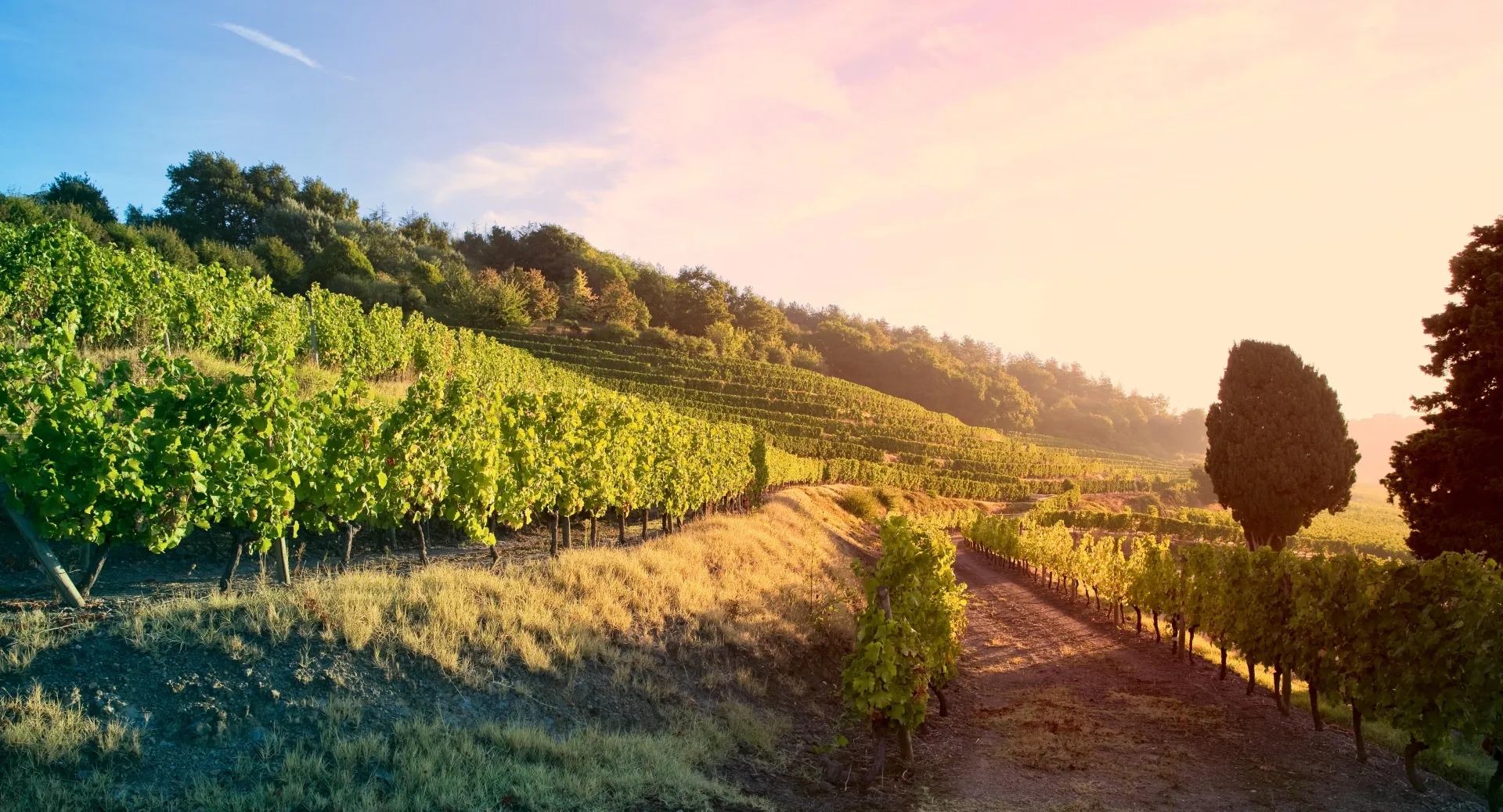 Pinot Noir Around The World