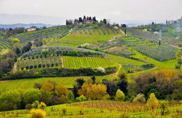 Old Vines of Italy