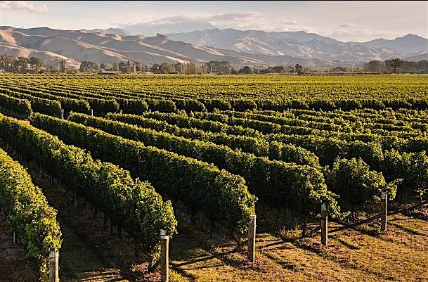 A Rough Guide to the New World Wine Tasting | Amathus Muswell Hill