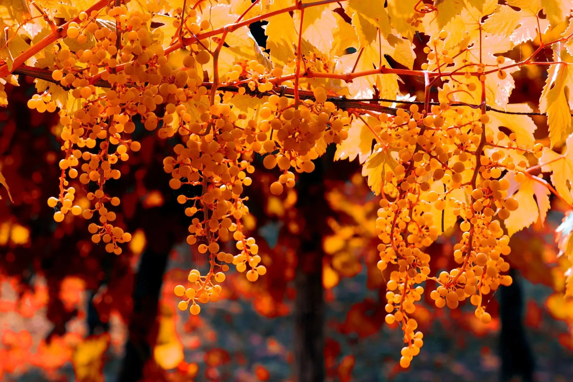 Seend Wine Circle Autumn Tasting