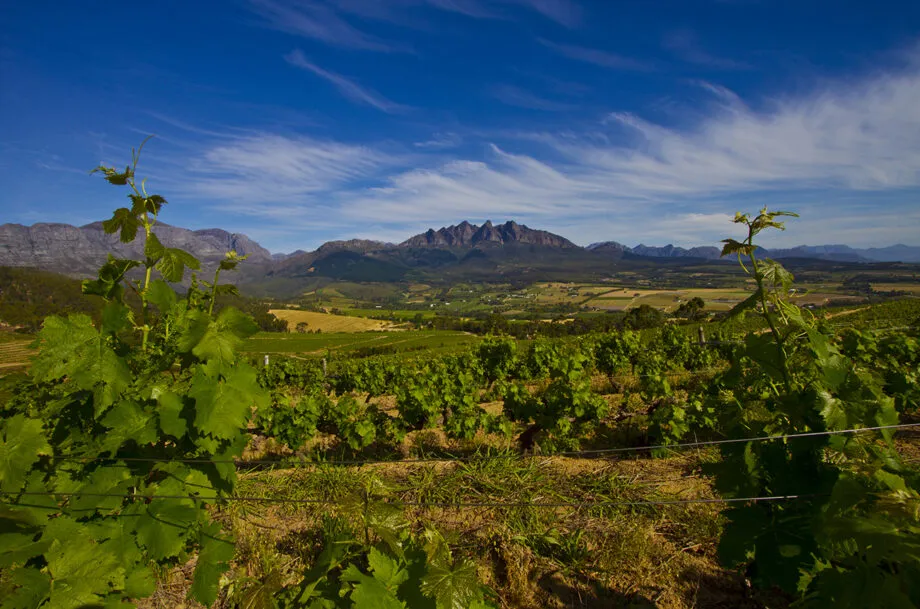 Preet Sahota and wines from South Africa