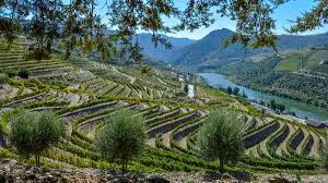 David Lawson, Chez Vin – Wines of Portugal