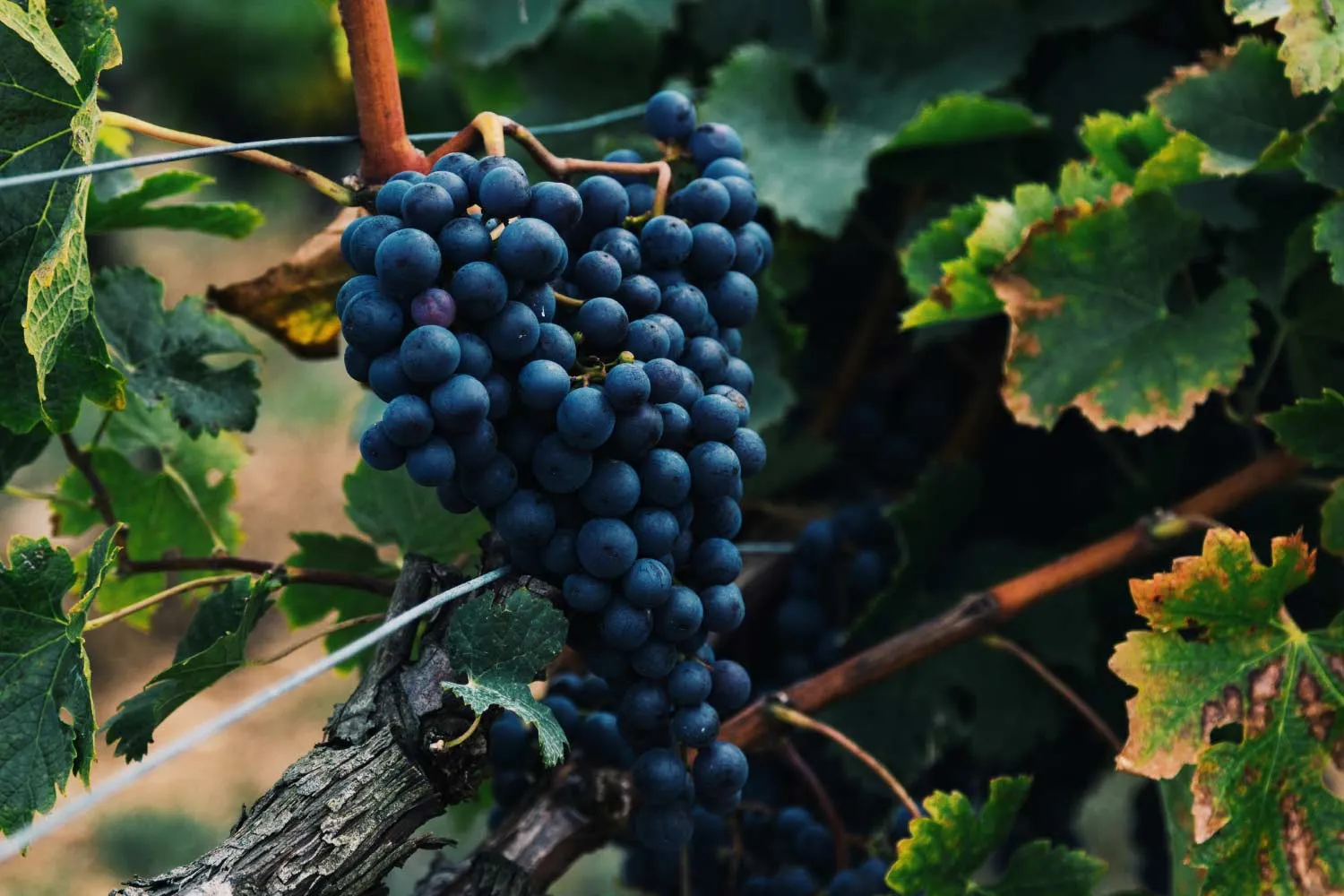Italian wines with Ben and Emma Robson, Bat and Bottle Oakham