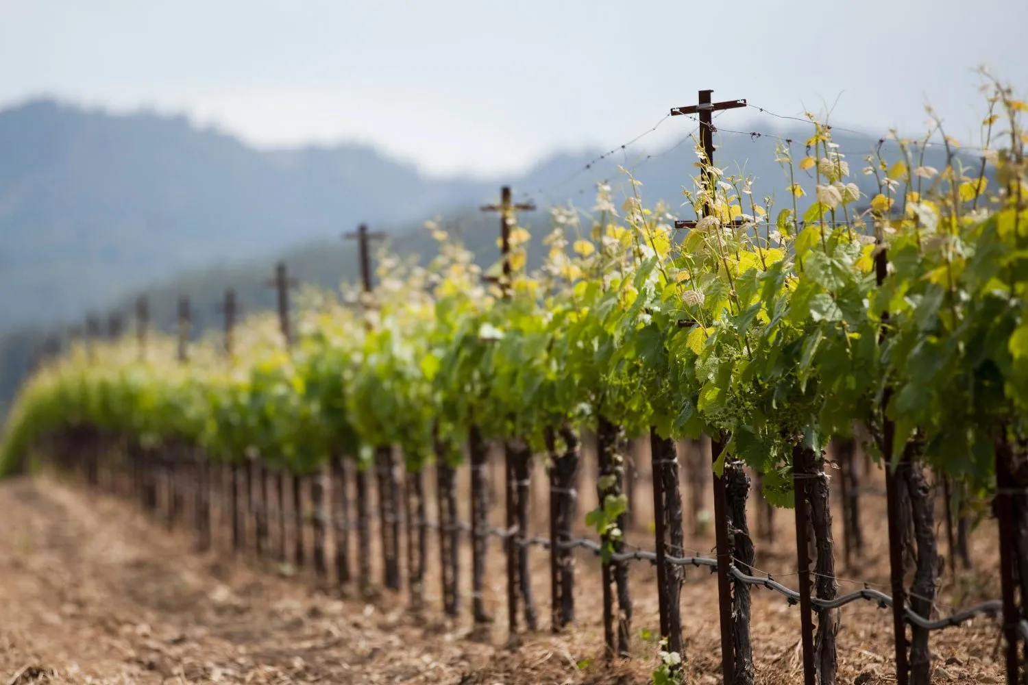 Dunesforde Vineyard Visit