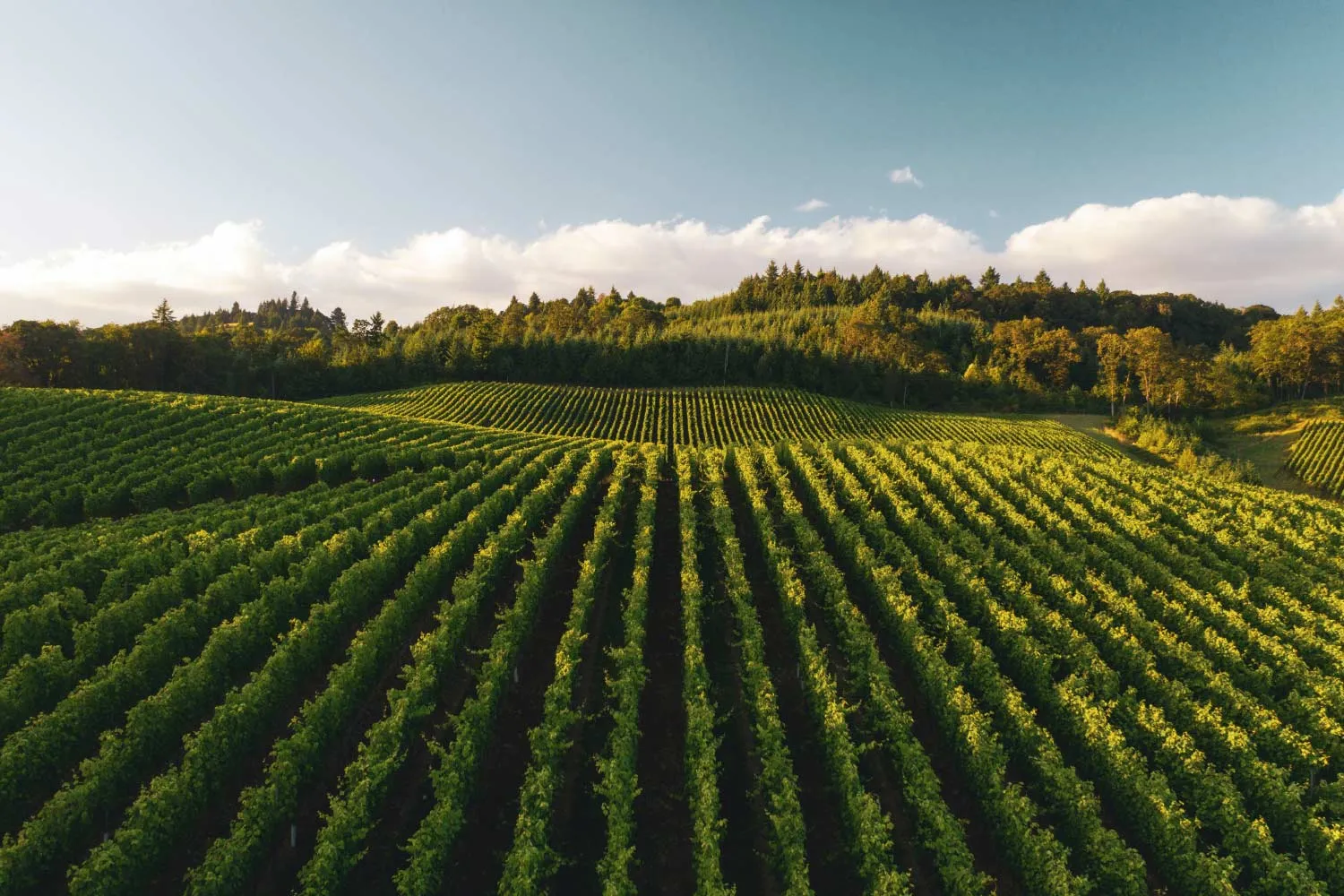 Stuart Calder – Wines of the Rhône Valley