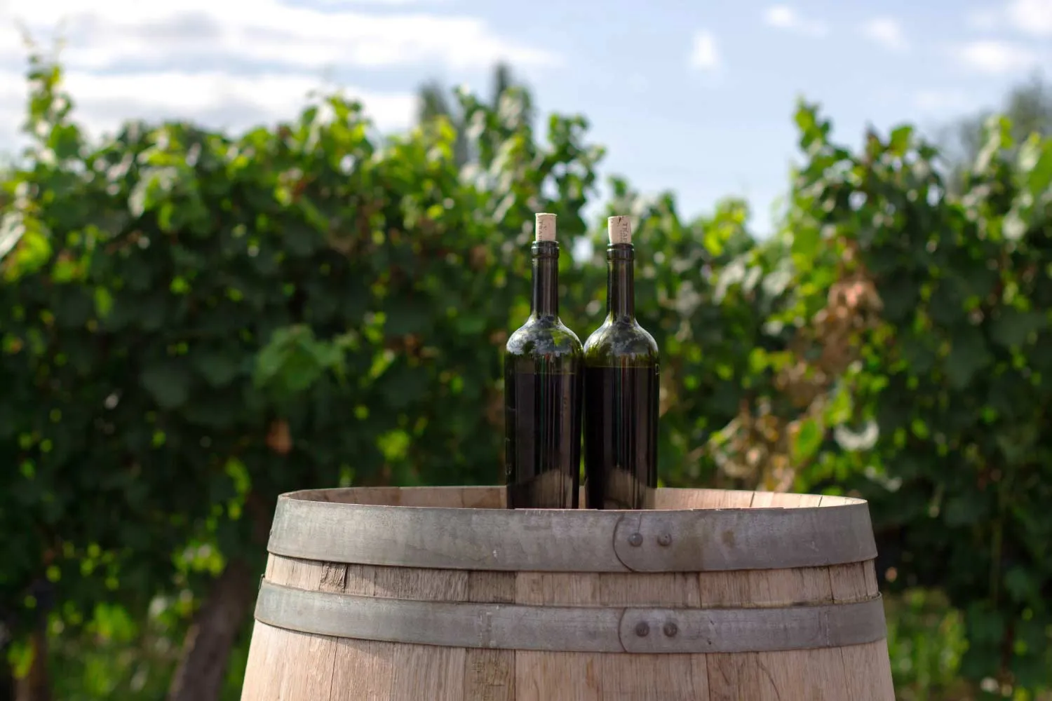 Sustainability – with Latitude Wines