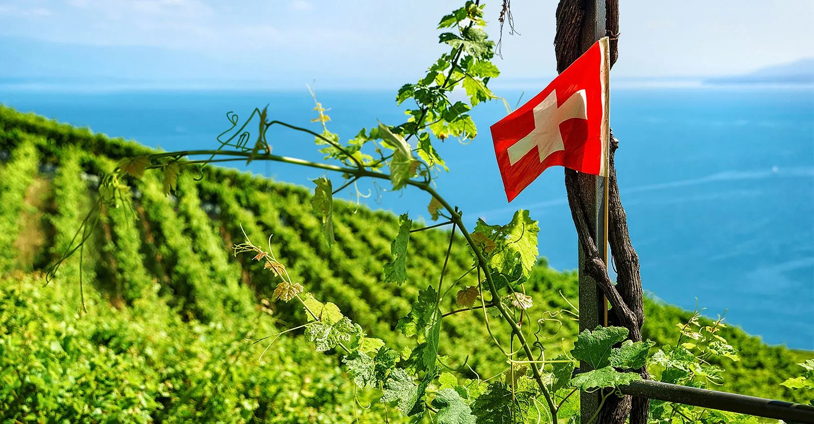 Michael Hayton, Yorkshire Vintners – Wines of Switzerland