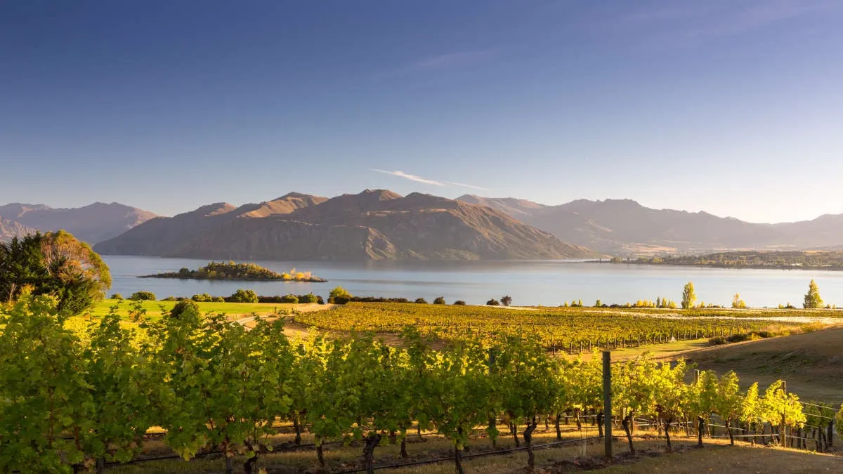 My current favourite wines with David Lawson of Chez Vin