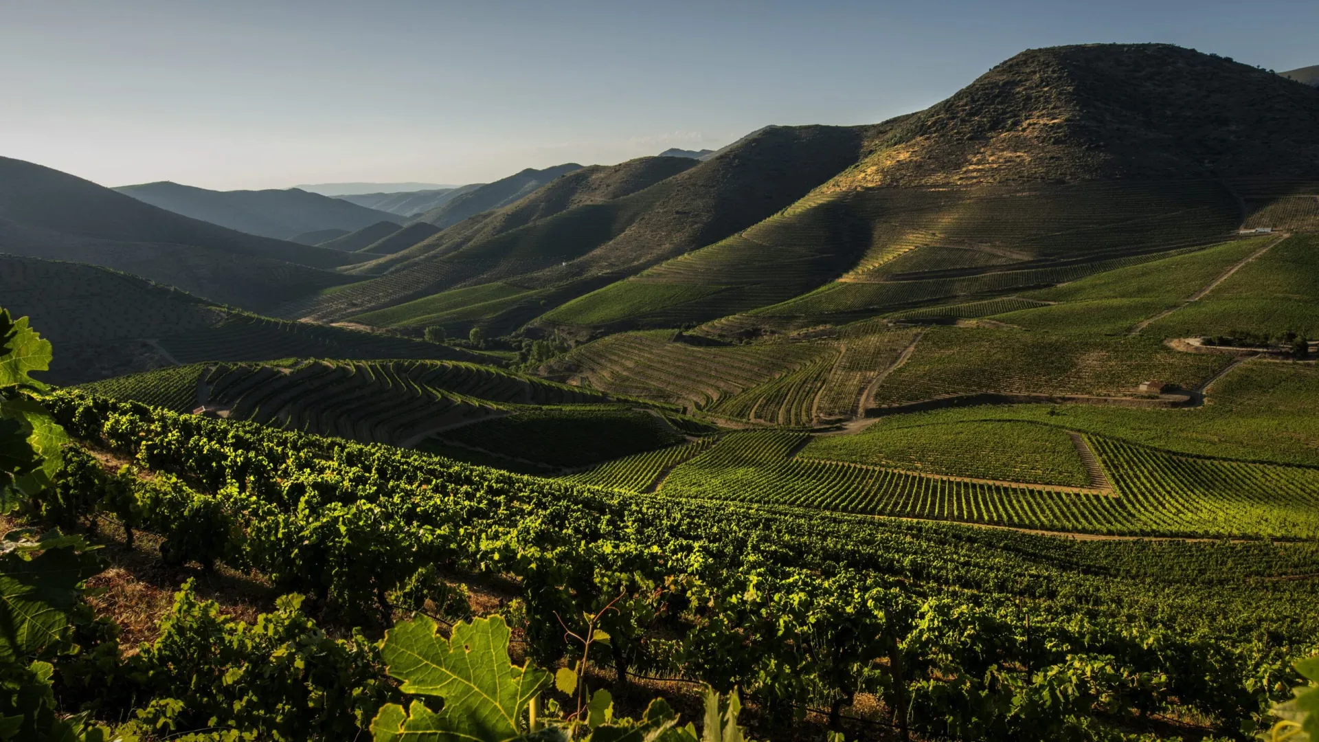 Phil Ball – Wines of Portugal