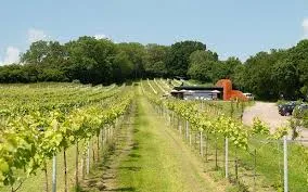 Liz Shaw, Wressle Vineyard – Wines of Wressle Vineyard