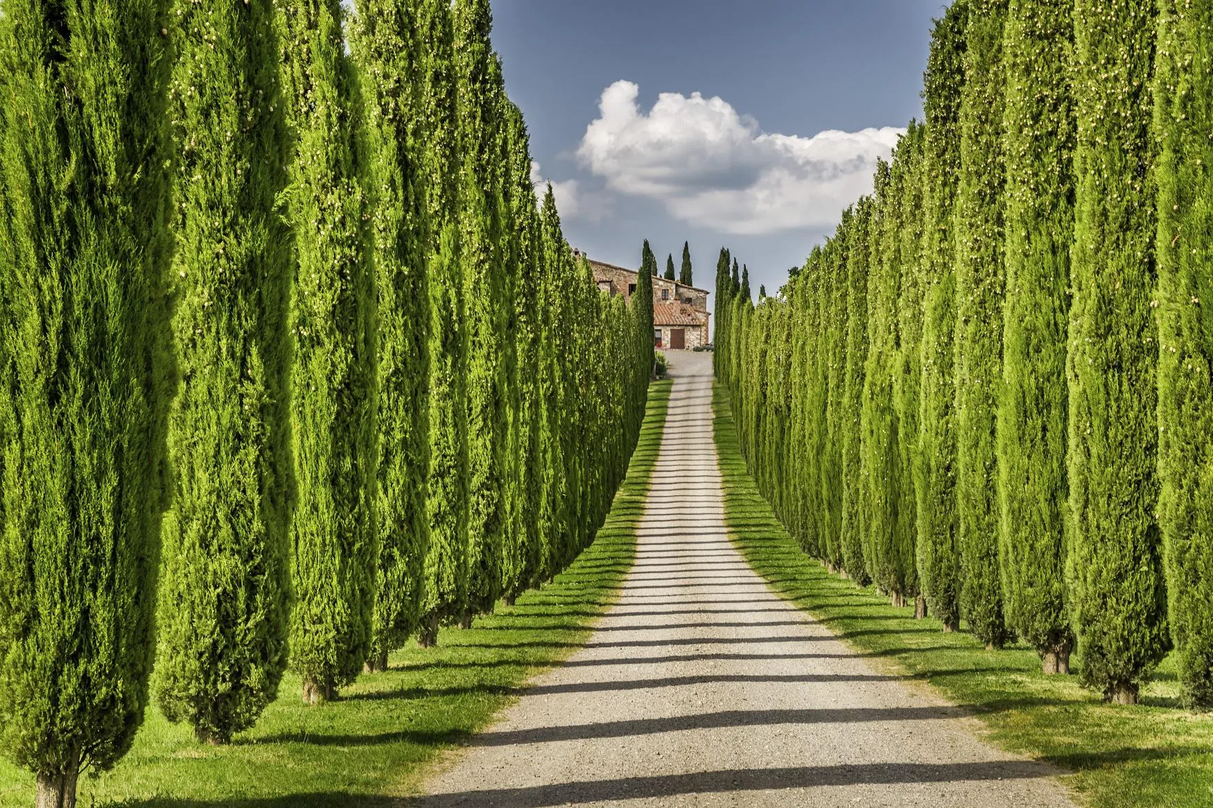 Elite wines of Italy: Tuscans and Super Tuscans