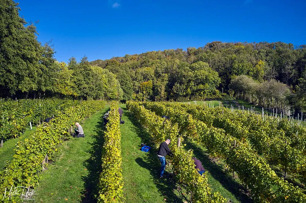 Autumn Bliss at Godstone Vineyards