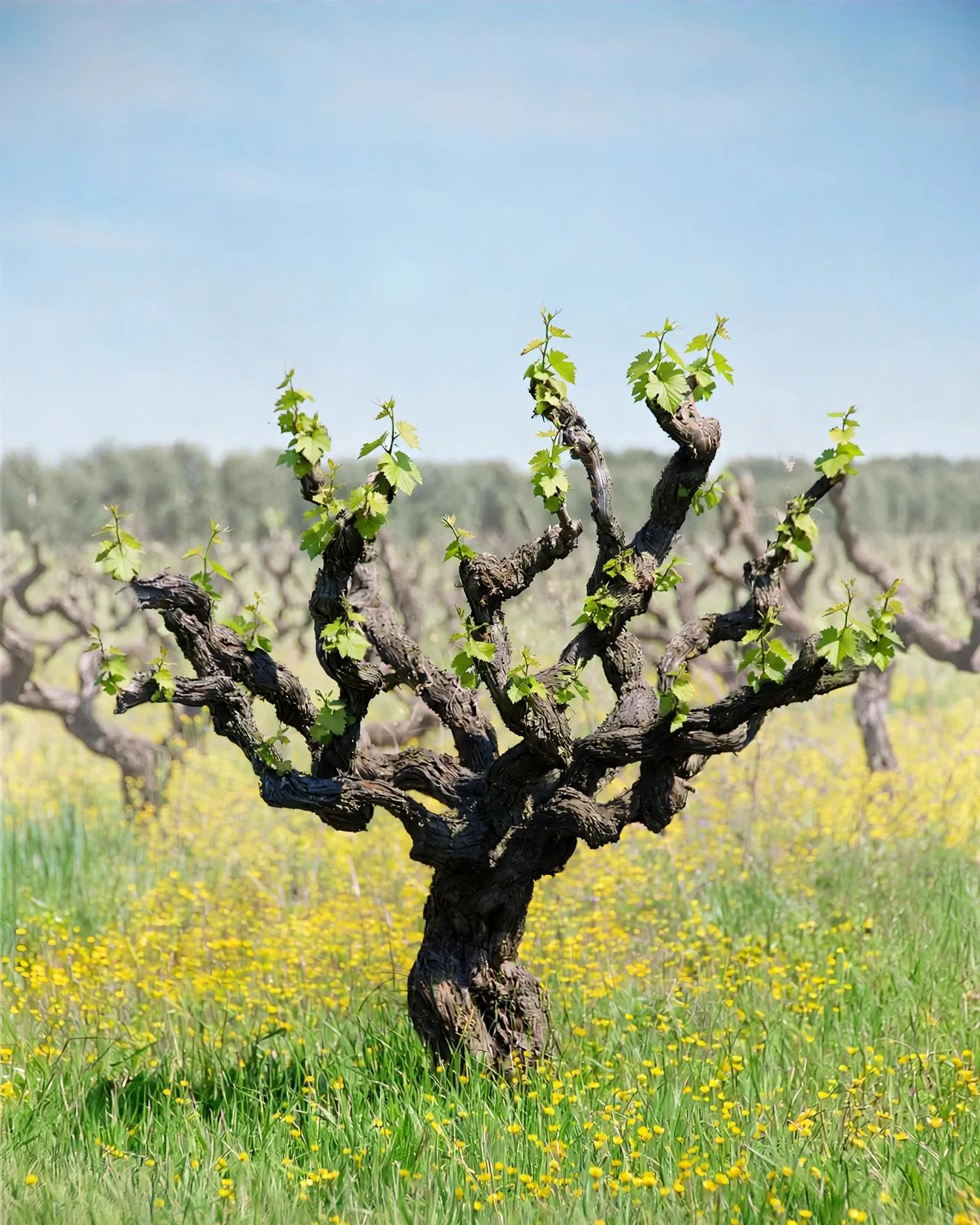 Old Vines: Wines with History