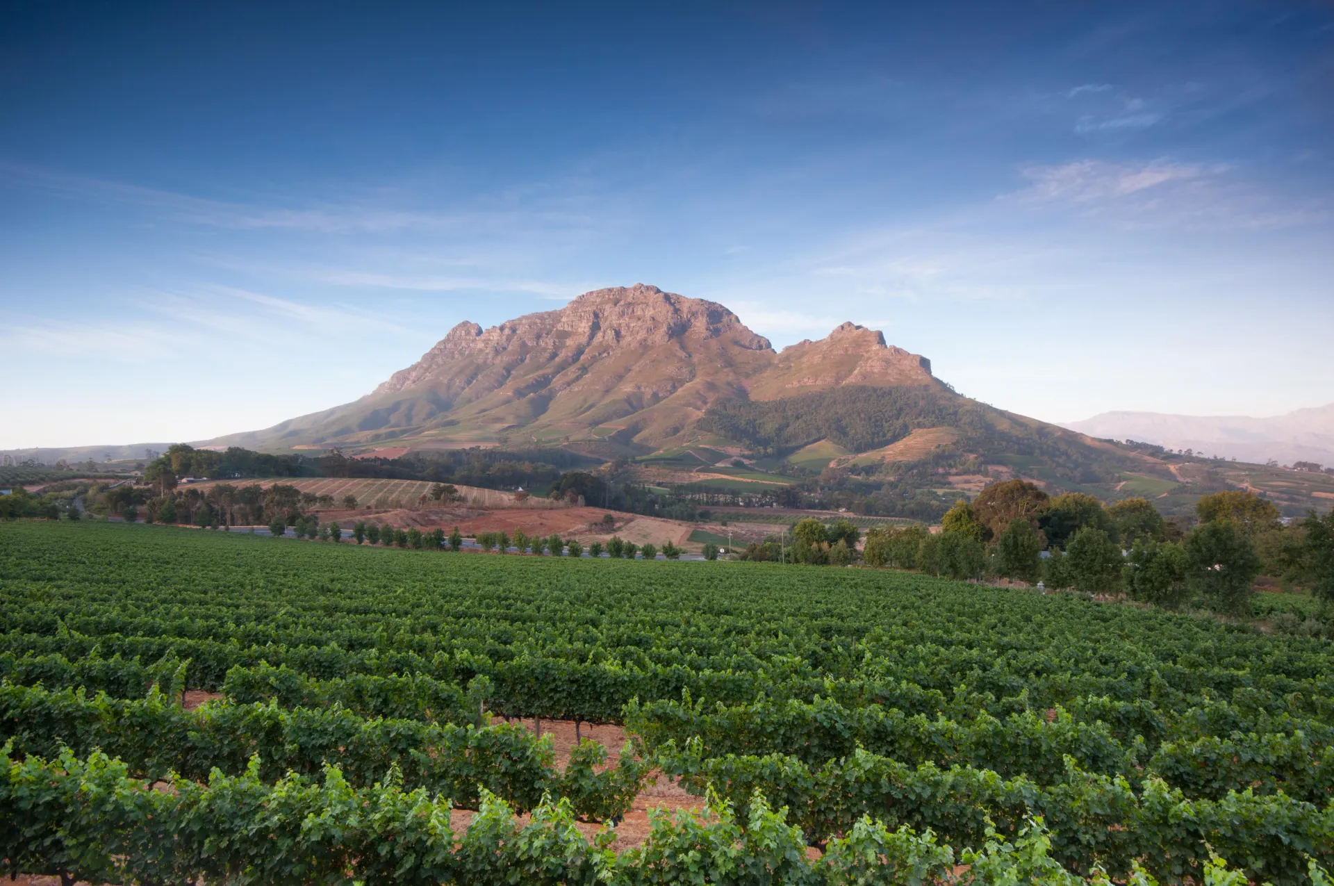 World of Wine: South Africa and the USA