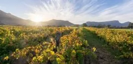 SOUTH AFRICAN WINE DINNER