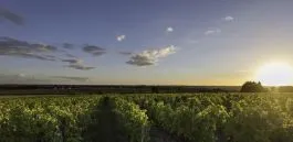 Beyond Burgundy | Dinner with Domaine du Pélican & Clau de Nell