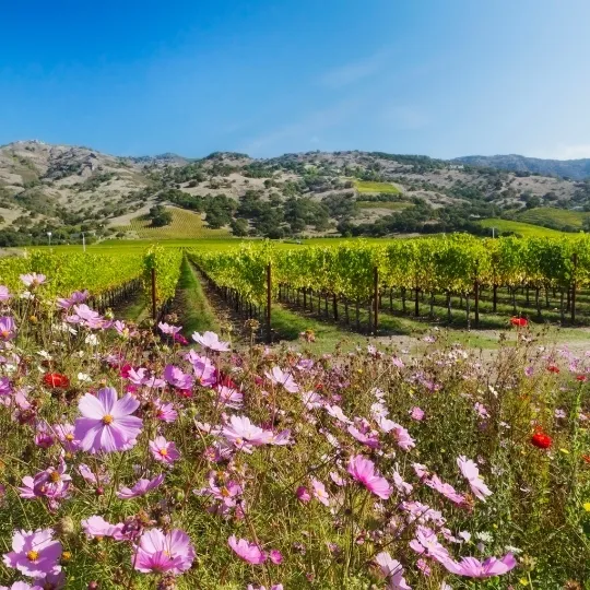 World of Wine: USA & South Africa